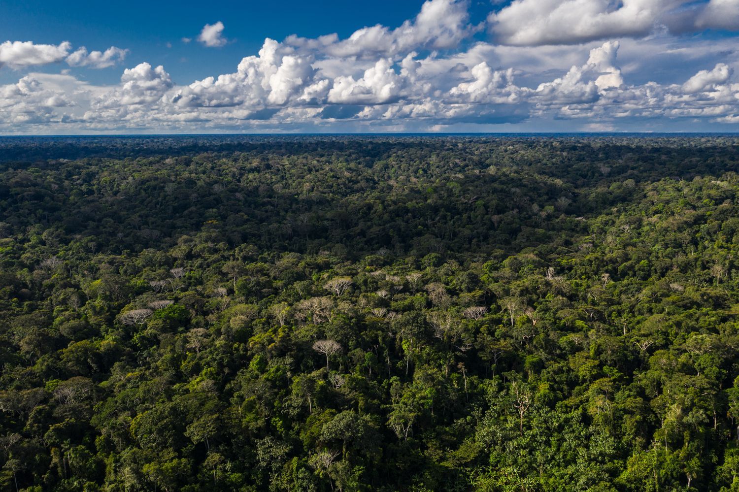 Diego-Perez-Recursos-forestales